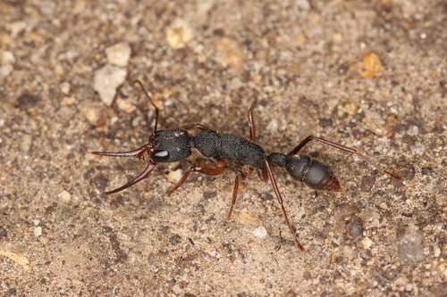 Jumping Ant — 4