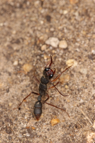 Jumping Ant — 5
