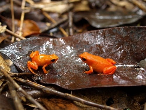 Golden Mantella — 7
