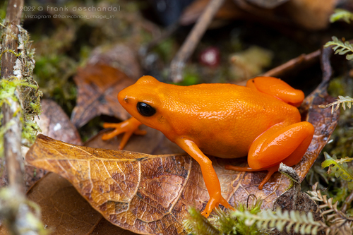 Golden Mantella — 9
