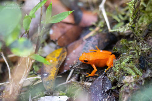 Golden Mantella — 10