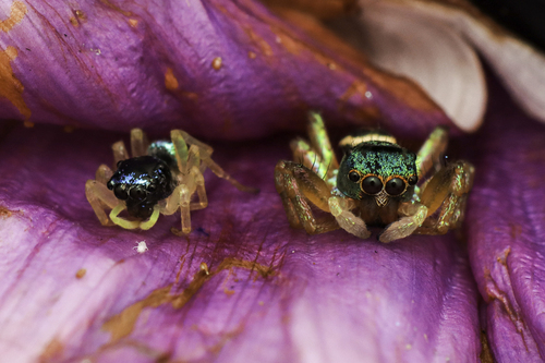 Iridescent Asian Jumping Spider — 2