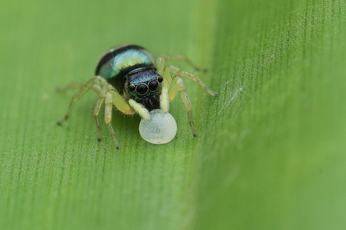 Iridescent Asian Jumping Spider — 5
