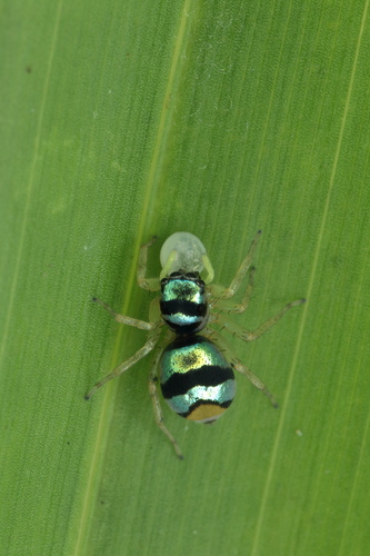 Iridescent Asian Jumping Spider — 6