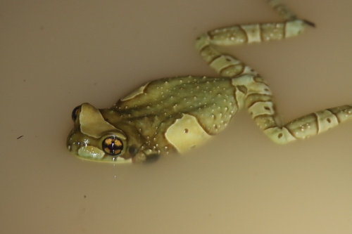 Mission Golden-Eyed Tree Frog — 5