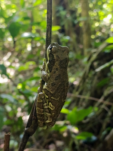 Mission Golden-Eyed Tree Frog — 8