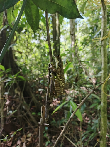 Mission Golden-Eyed Tree Frog — 9